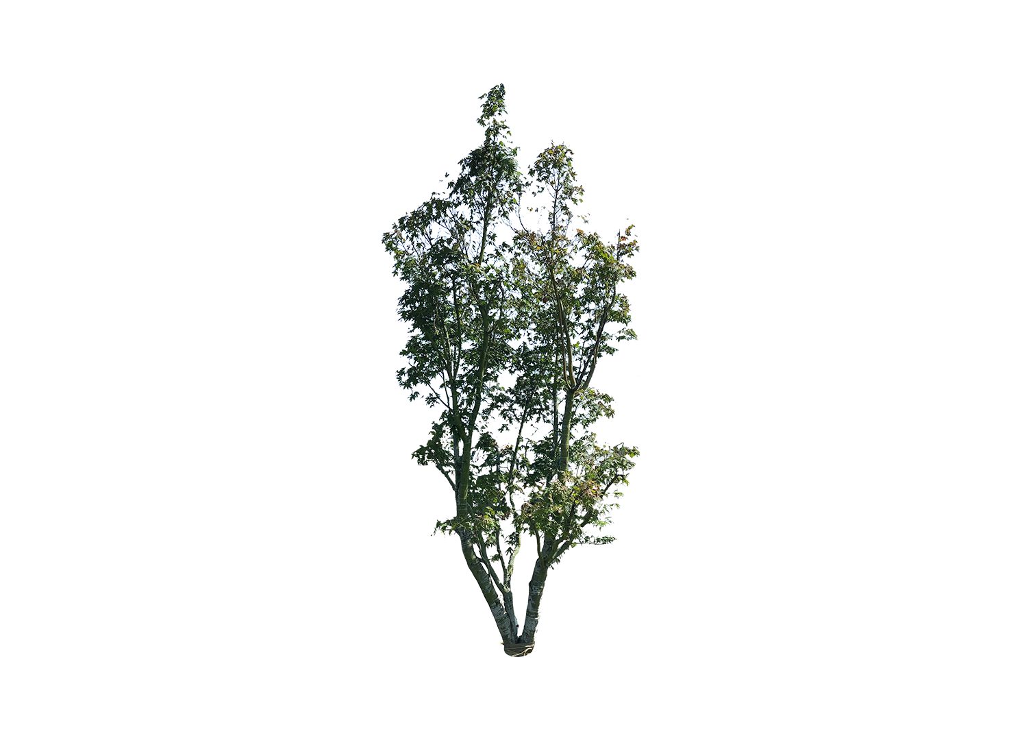 designland landscape architecture, image 1