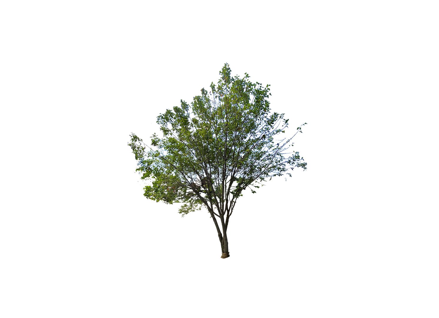 designland landscape architecture, image 3