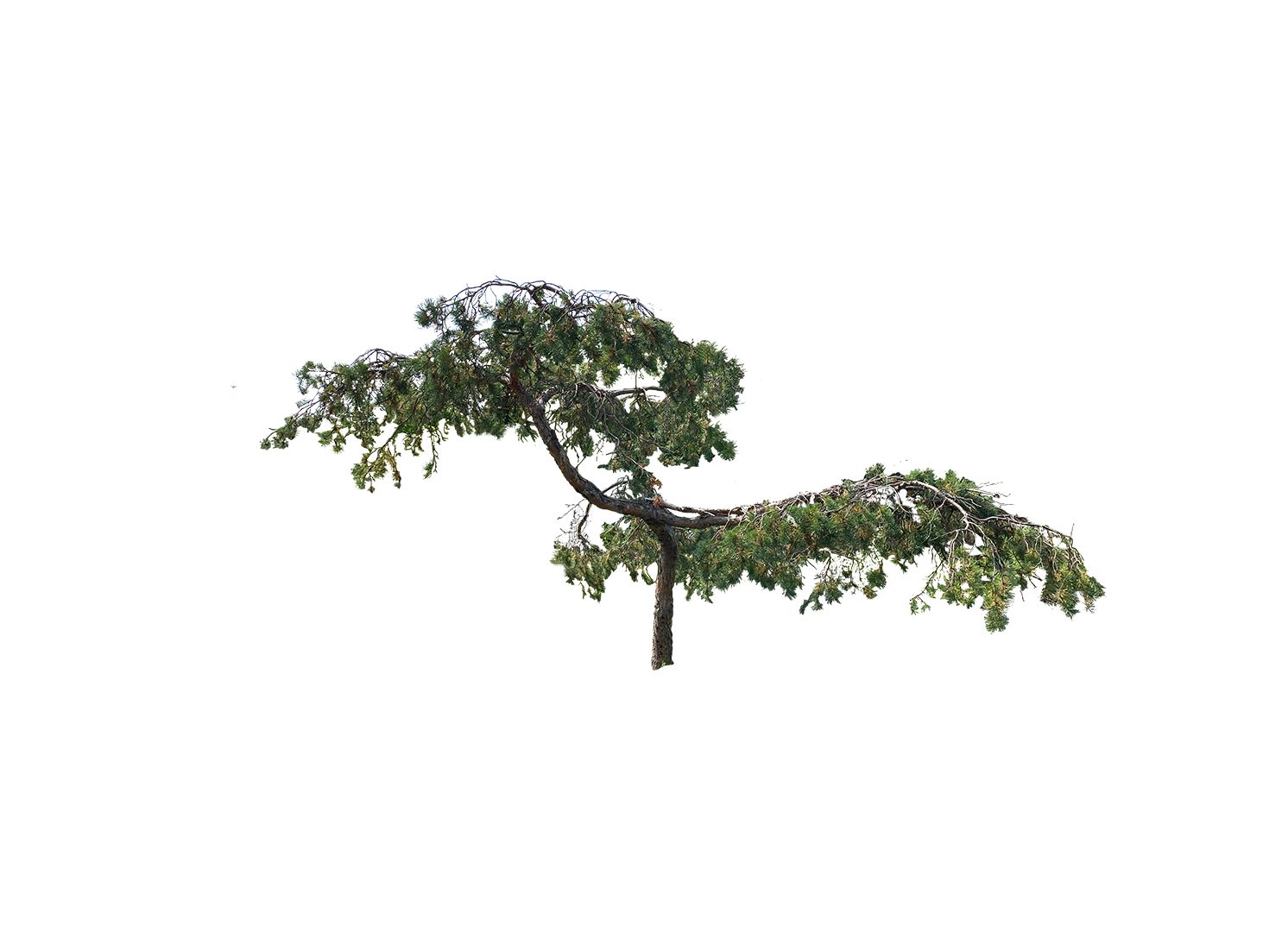 designland landscape architecture, image 4