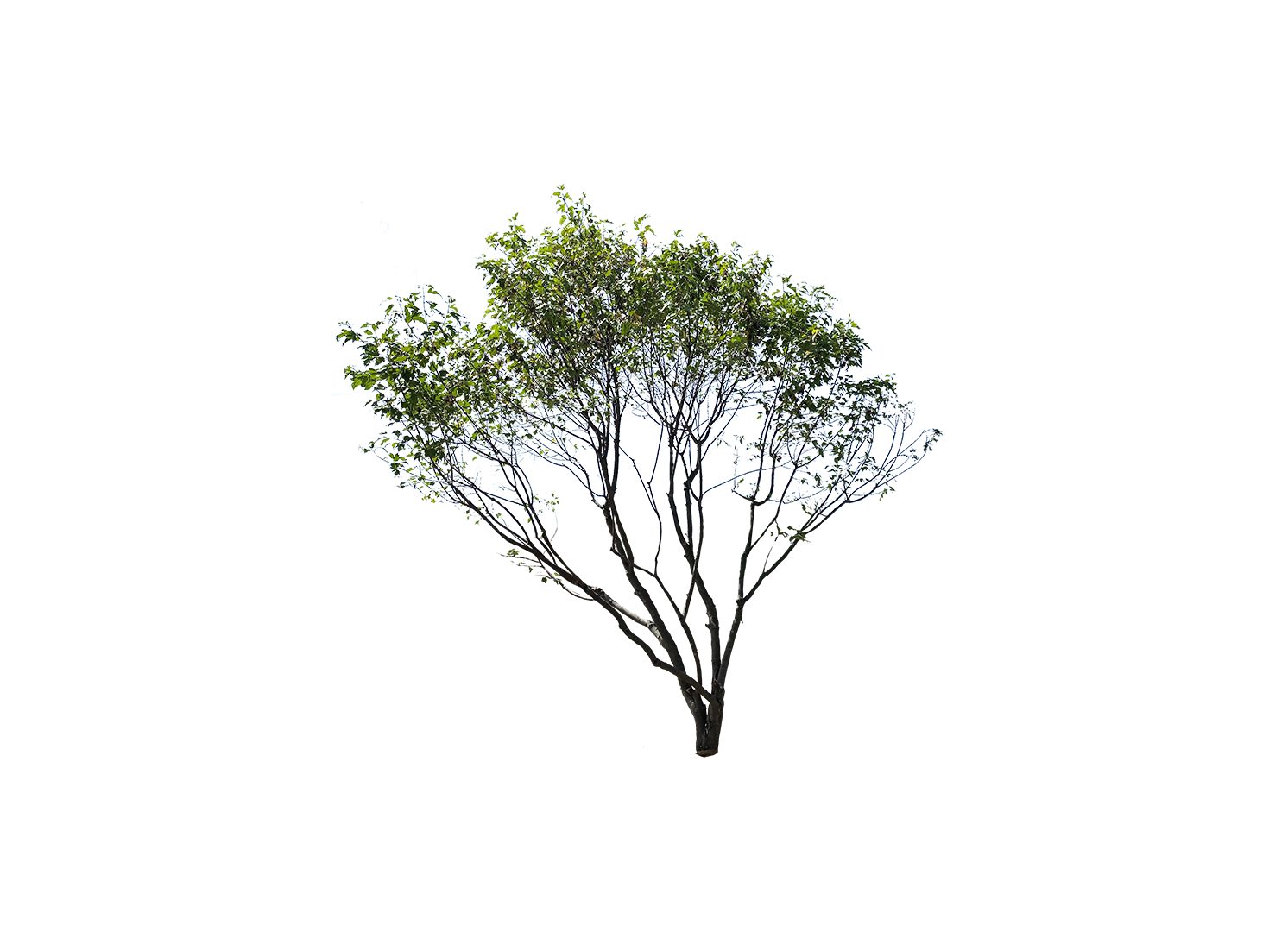 designland landscape architecture, image 6