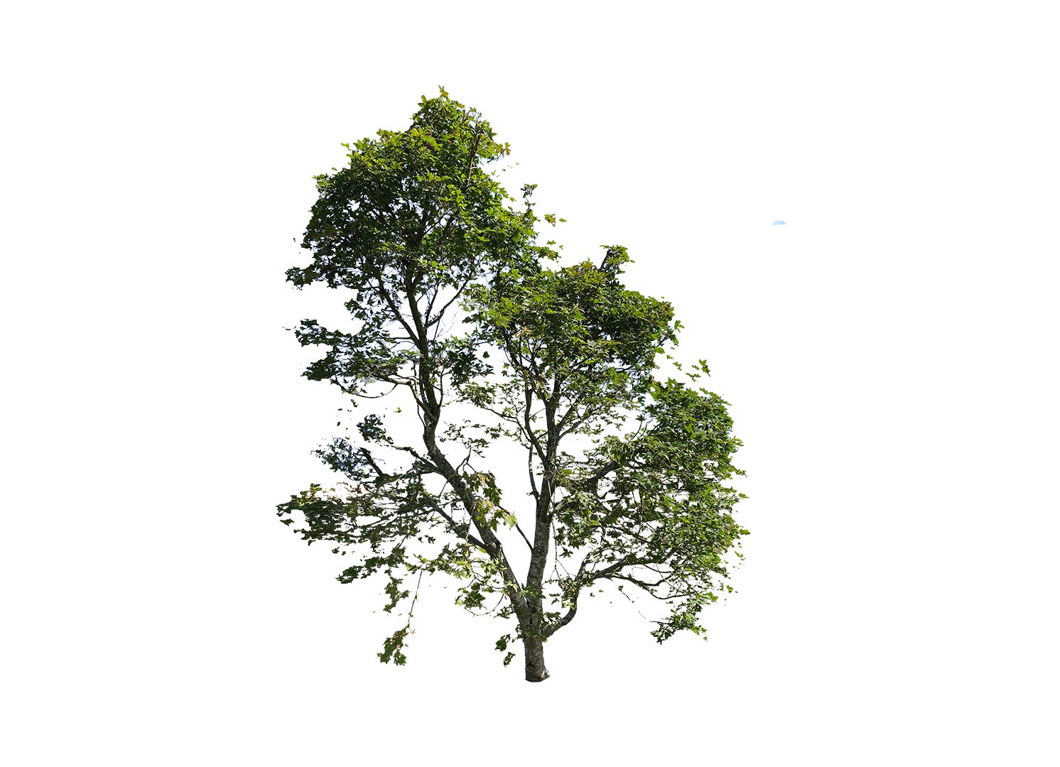 designland landscape architecture, image 7
