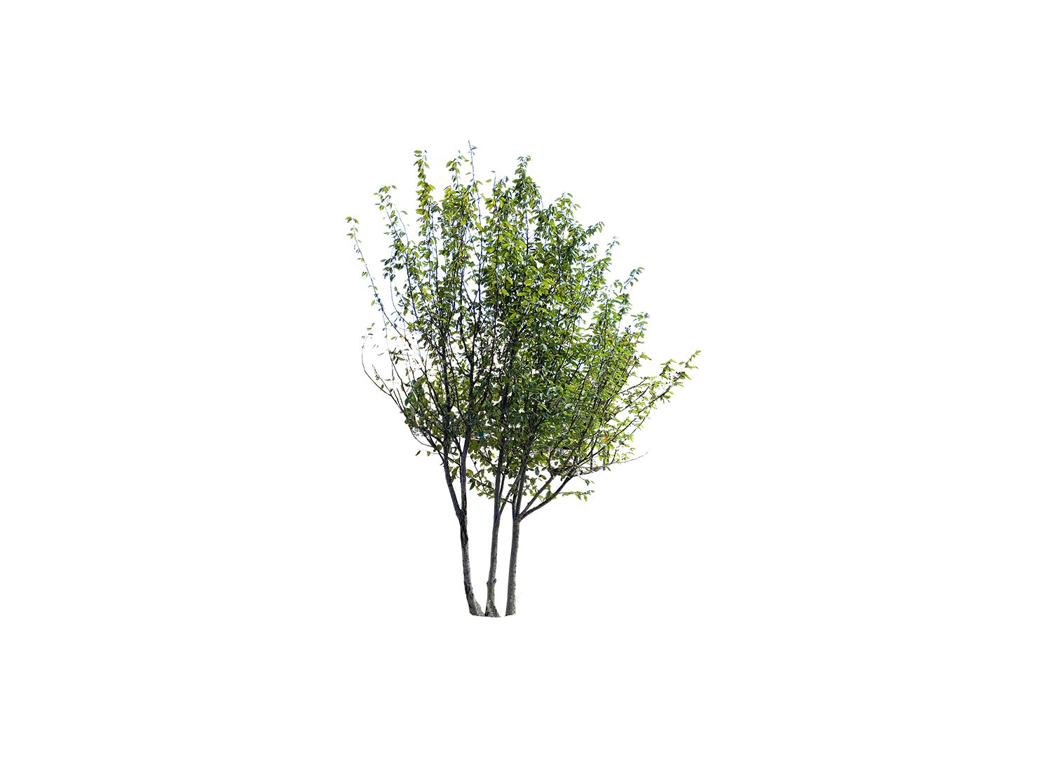 designland landscape architecture, image 8
