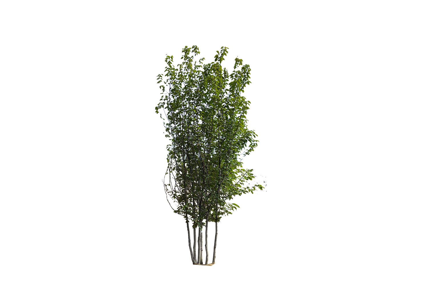 designland landscape architecture, image 11