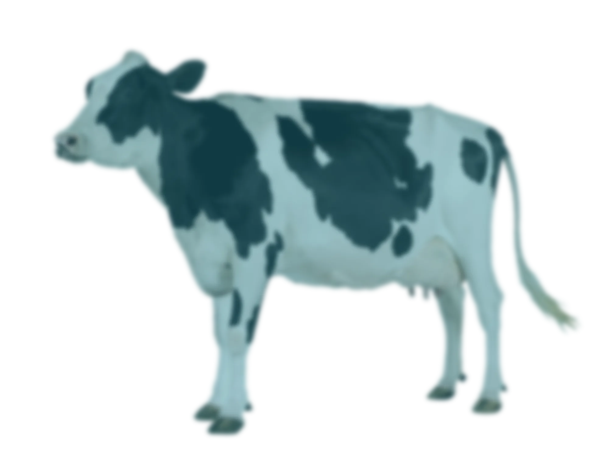 A cow. Opens the timeline booklet PDF.